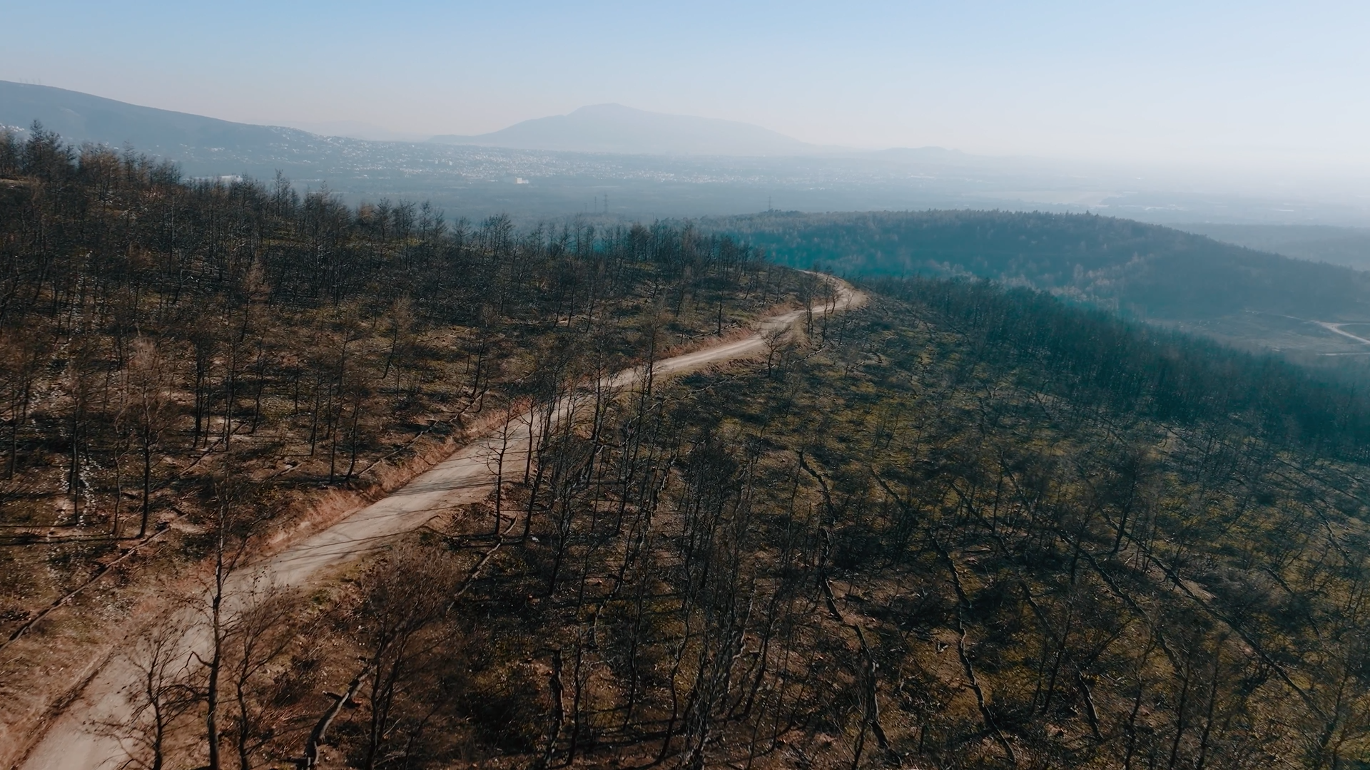 MAMROLINE ΑΝΑΔΟΧΟΣ ΑΠΟΚΑΤΑΣΤΑΣΗΣ ΔΑΣΟΥΣ ΒΑΡΥΜΠΟΜΠΗΣ