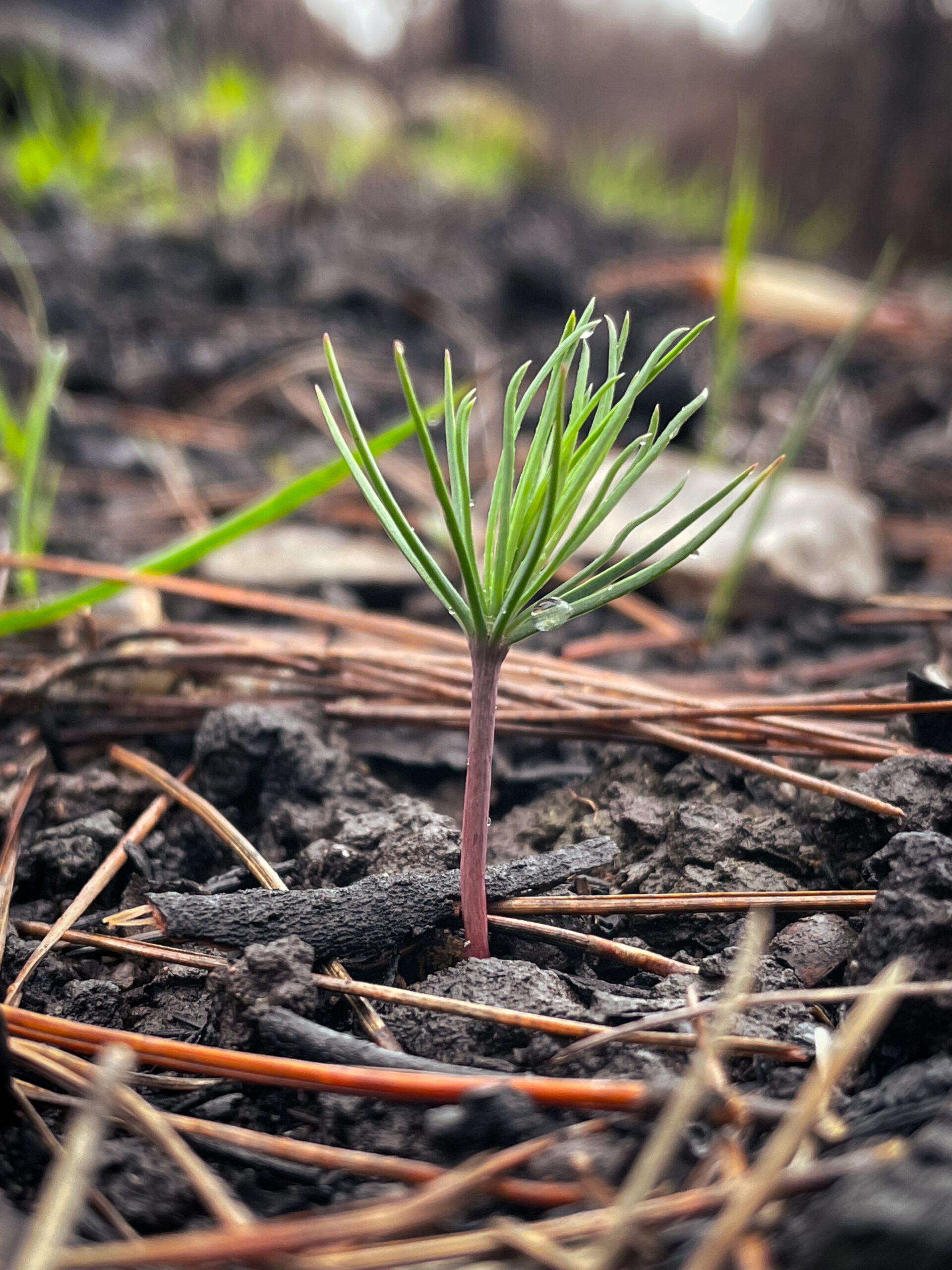 MAMROLINE ΑΝΑΔΟΧΟΣ ΑΠΟΚΑΤΑΣΤΑΣΗΣ ΔΑΣΟΥΣ ΒΑΡΥΜΠΟΜΠΗΣ - ΑΝΑΓΕΝΝΗΣΗ ΔΑΣΟΥΣ